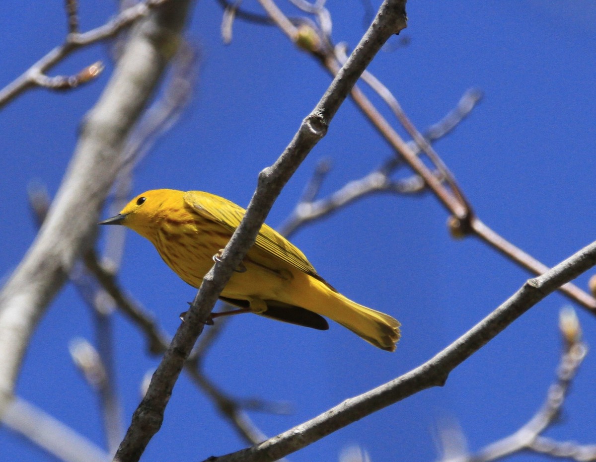 Yellow Warbler - Kari Dietlin