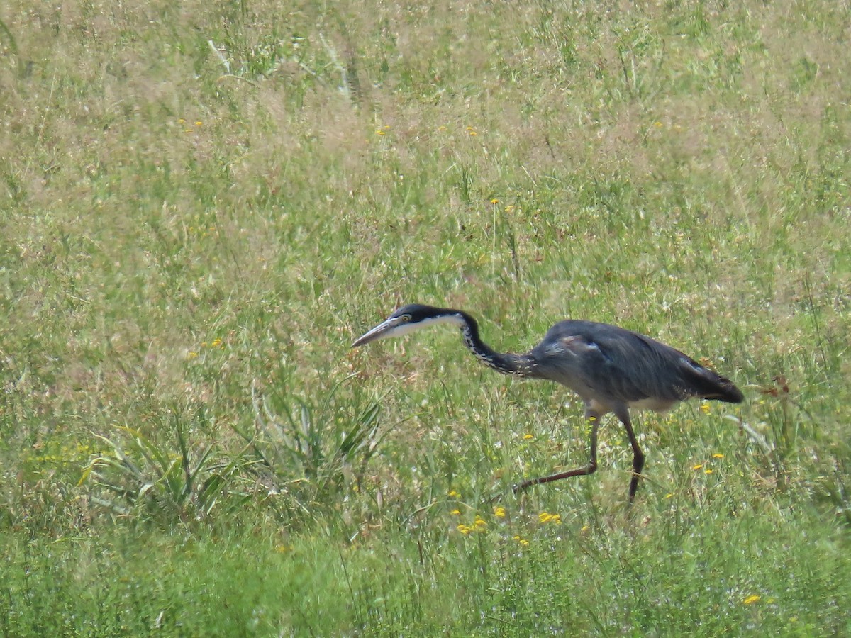 Garza Cabecinegra - ML618360171