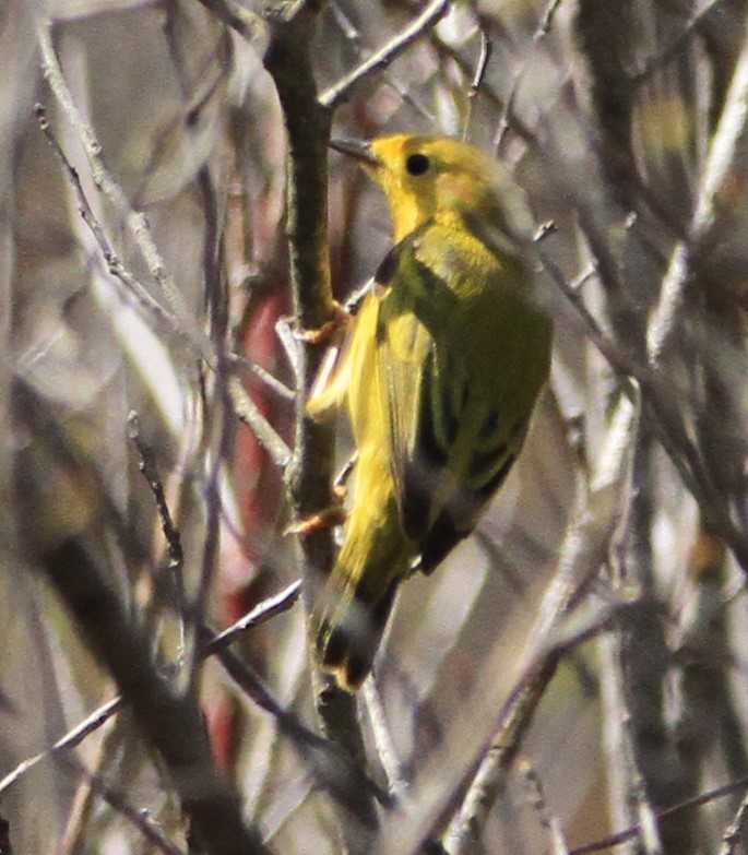 Yellow Warbler - ML618360172