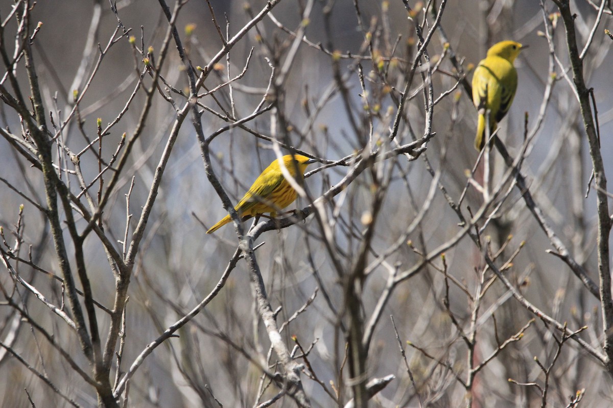 Yellow Warbler - ML618360176