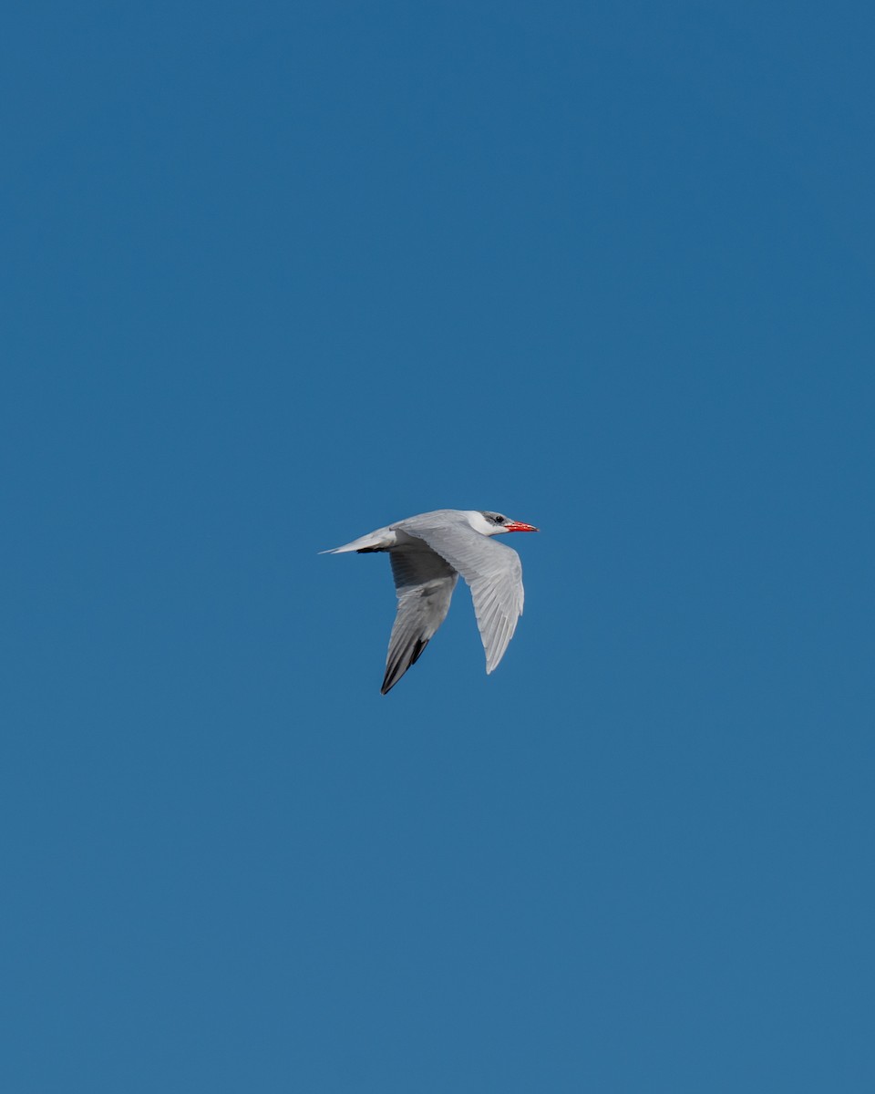 Caspian Tern - Anne Chiang