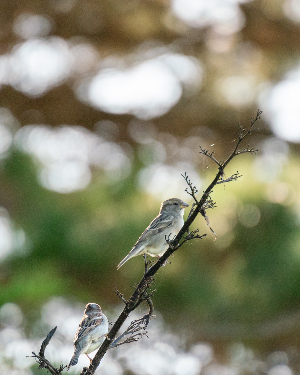 Common Chaffinch - Anne Chiang