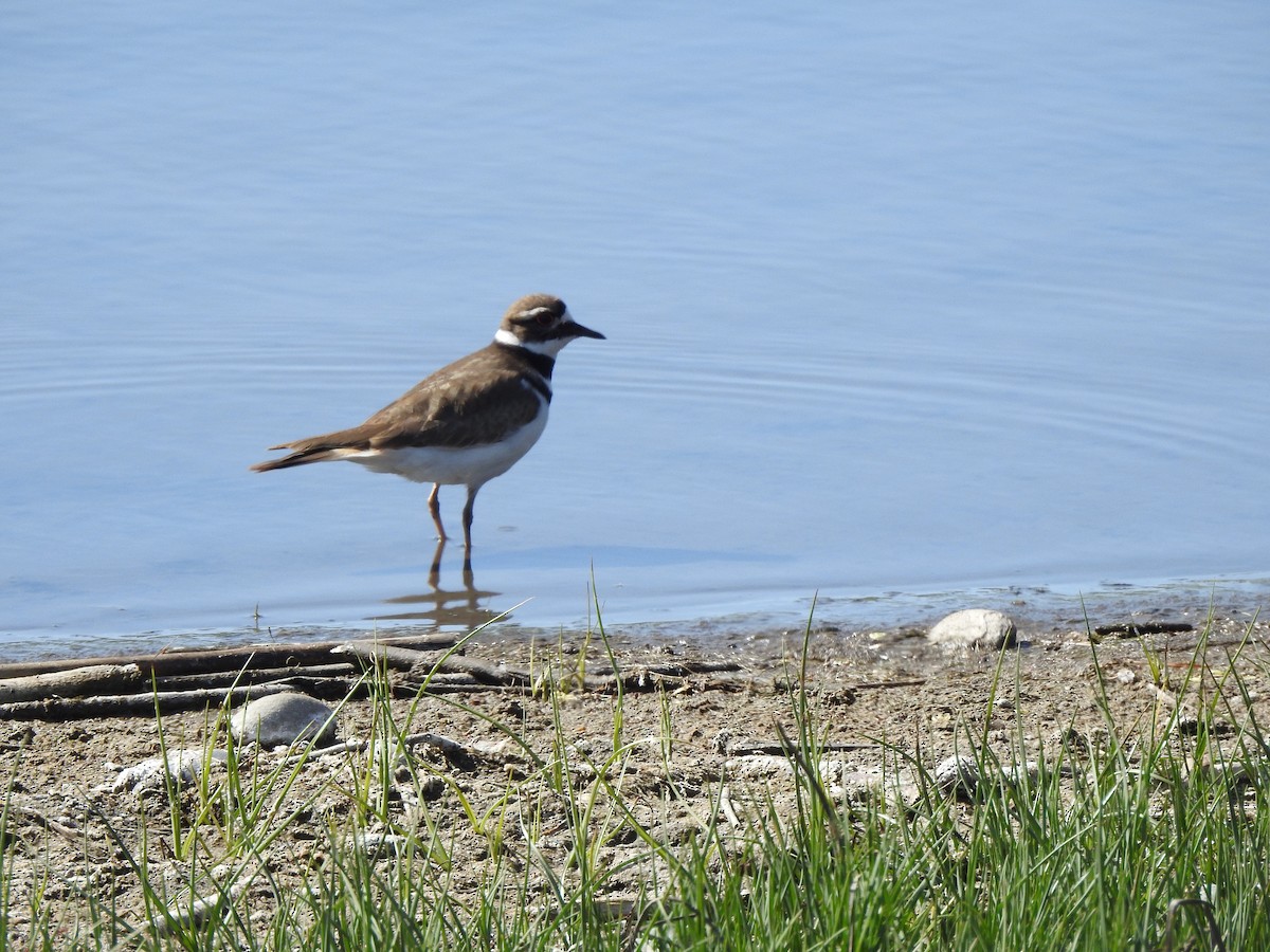 Killdeer - Jack VanDyk