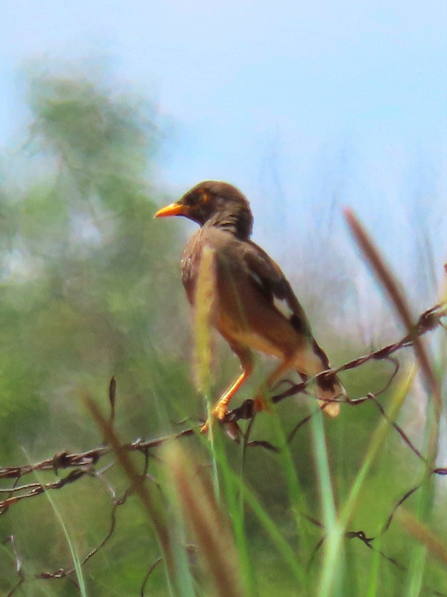 Common Myna - ML618360240