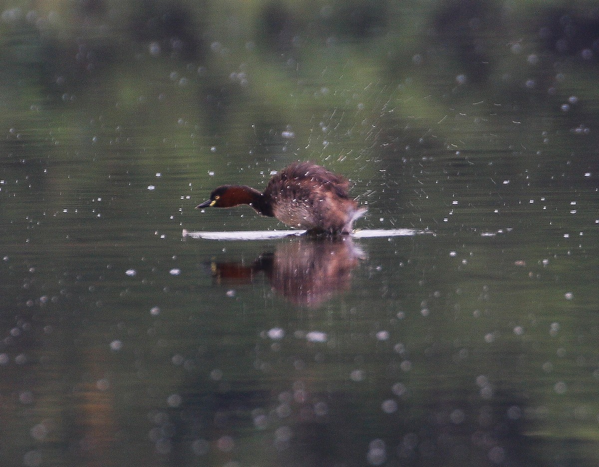 Little Grebe - ML618360282