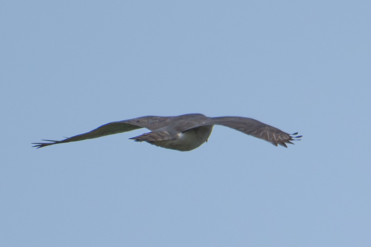 Eurasian Goshawk - ML618360286