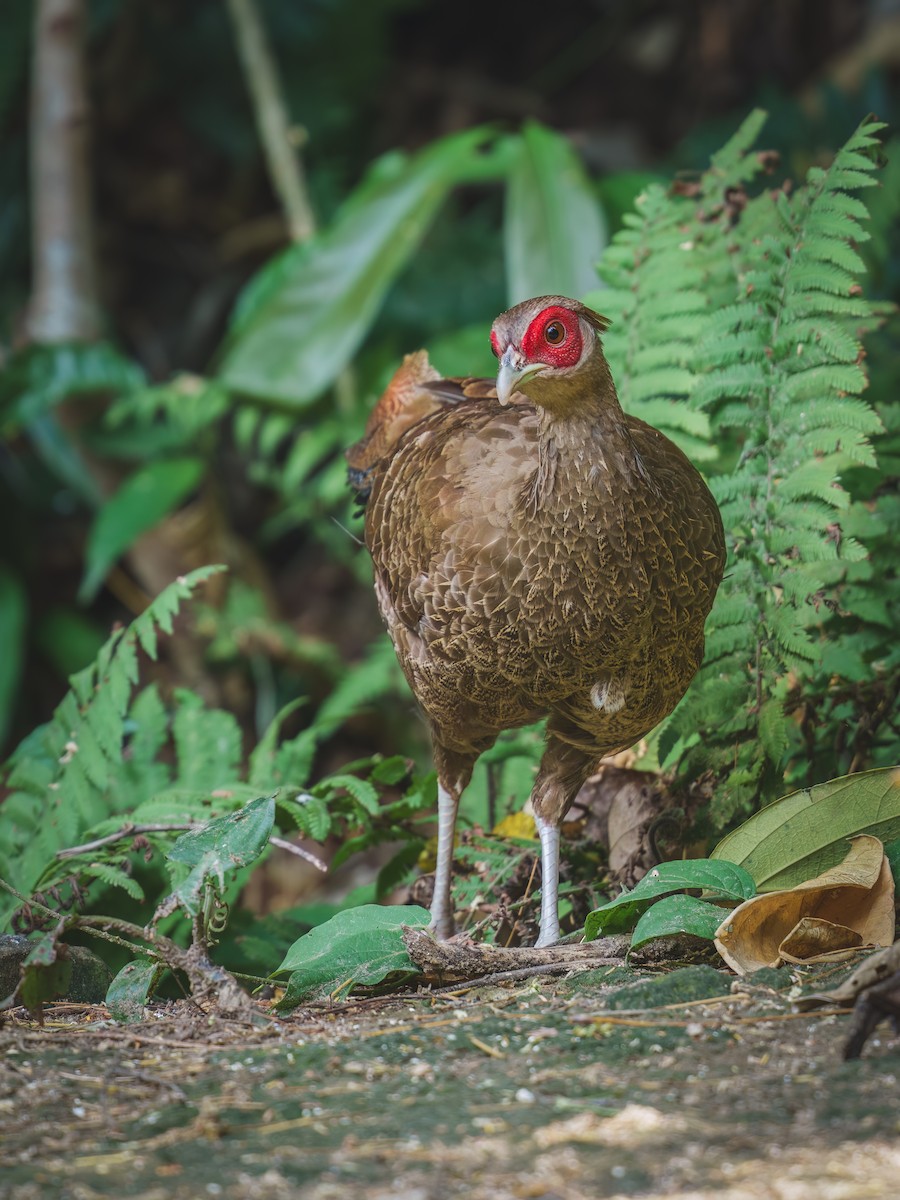 Kalij Pheasant - 雀实可爱 鸦