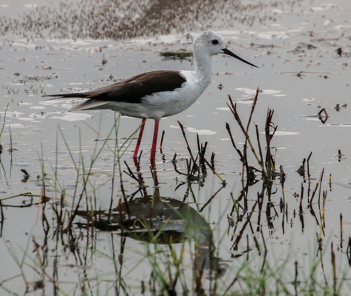 Black-winged Stilt - ML618360293