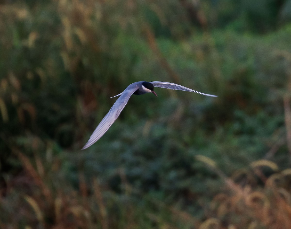 Whiskered Tern - Neoh Hor Kee