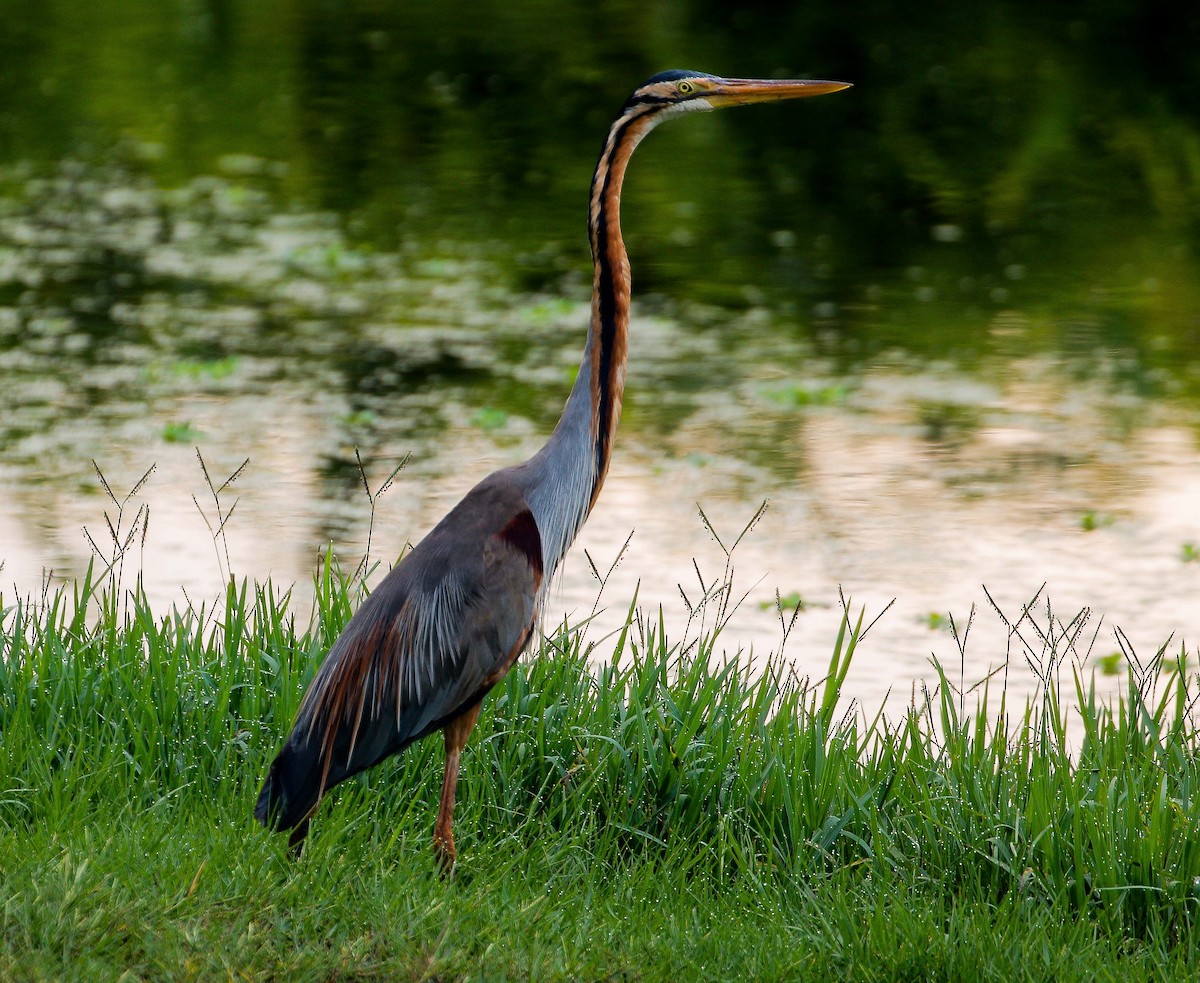 Purple Heron - ML618360307