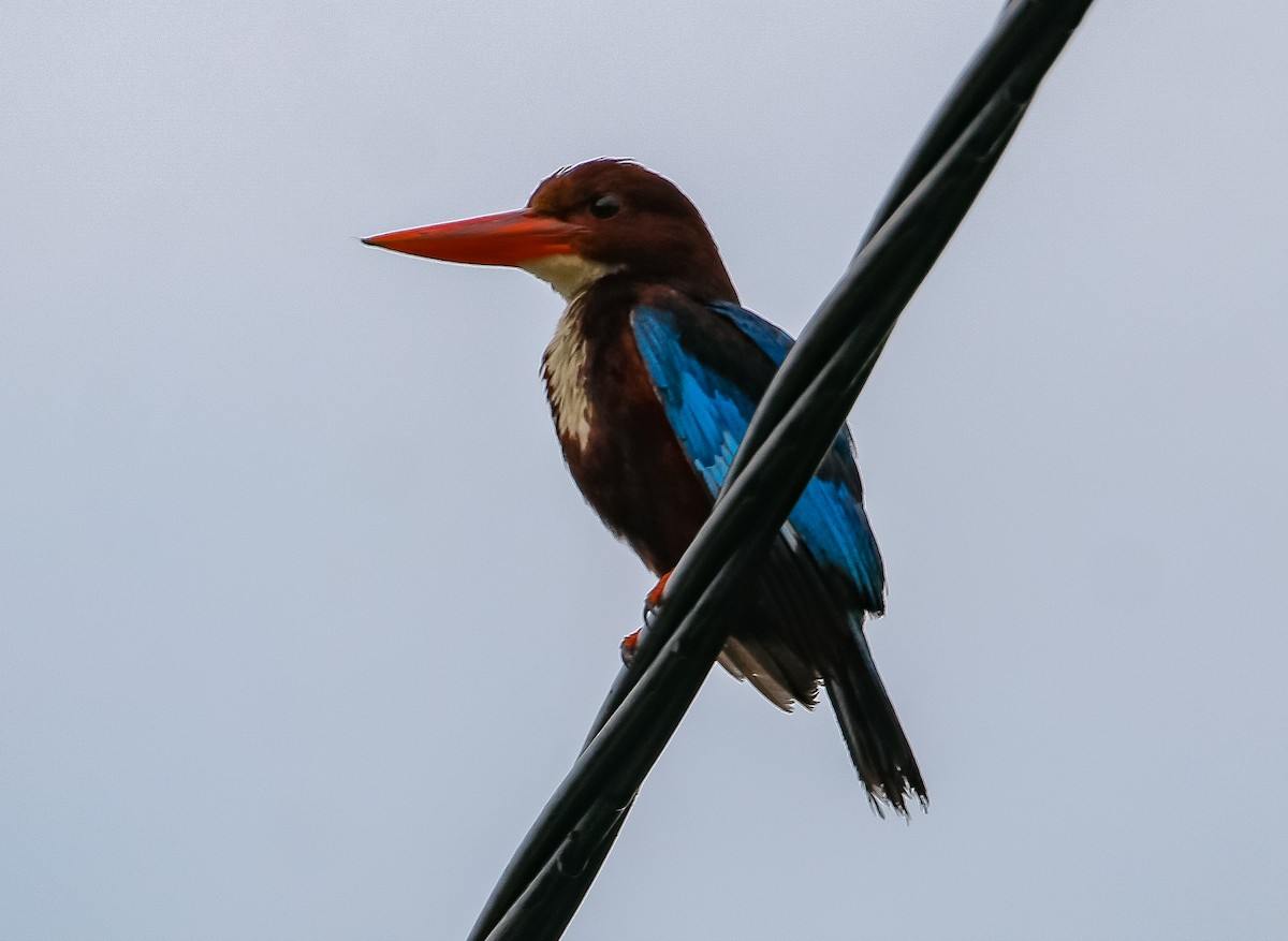 White-throated Kingfisher - Neoh Hor Kee