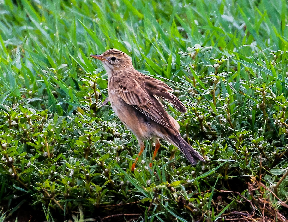 Richard's Pipit - ML618360316