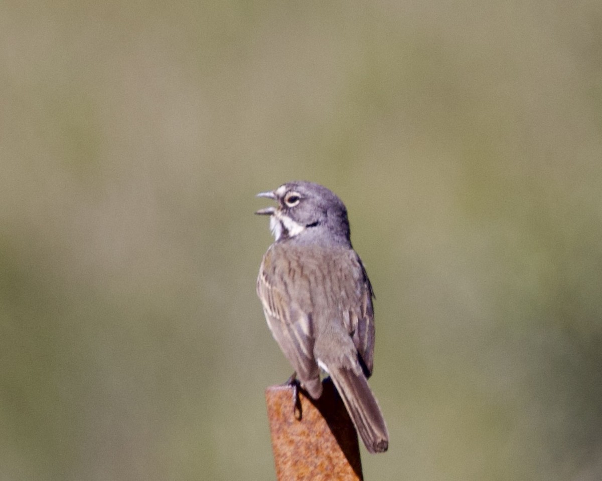 Bell's Sparrow - ML618360321