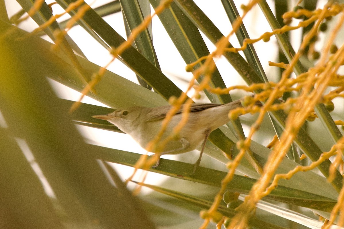 Eastern Olivaceous Warbler - John Bruin