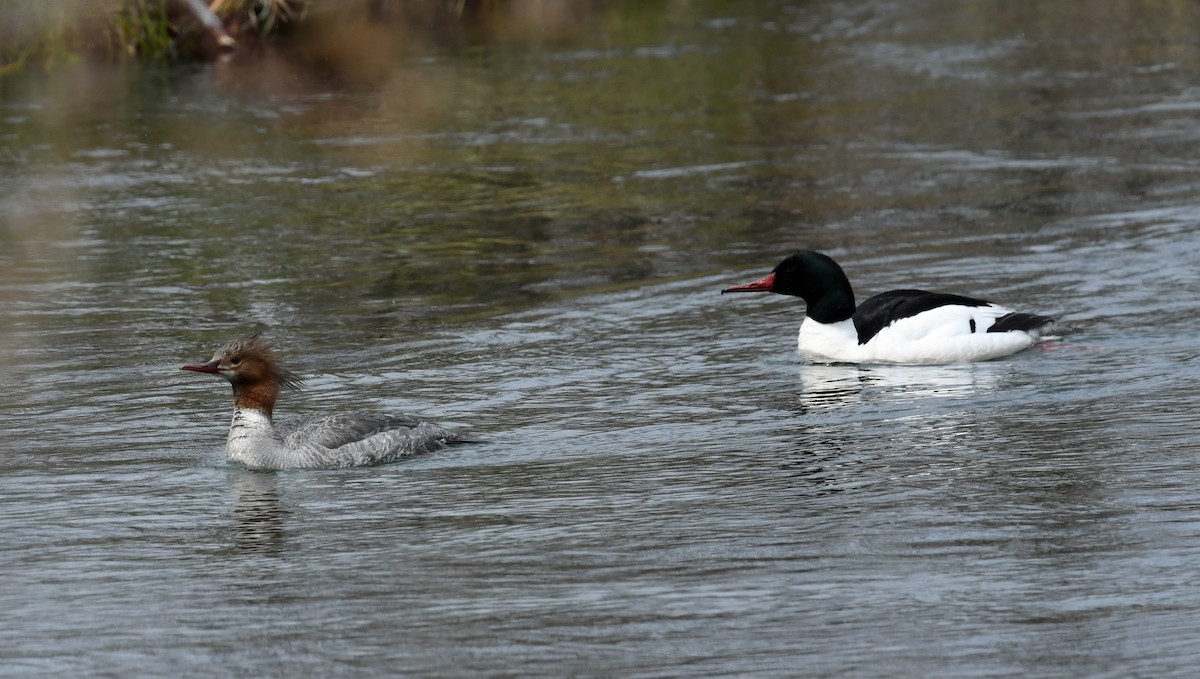 Common Merganser - Richard Taylor