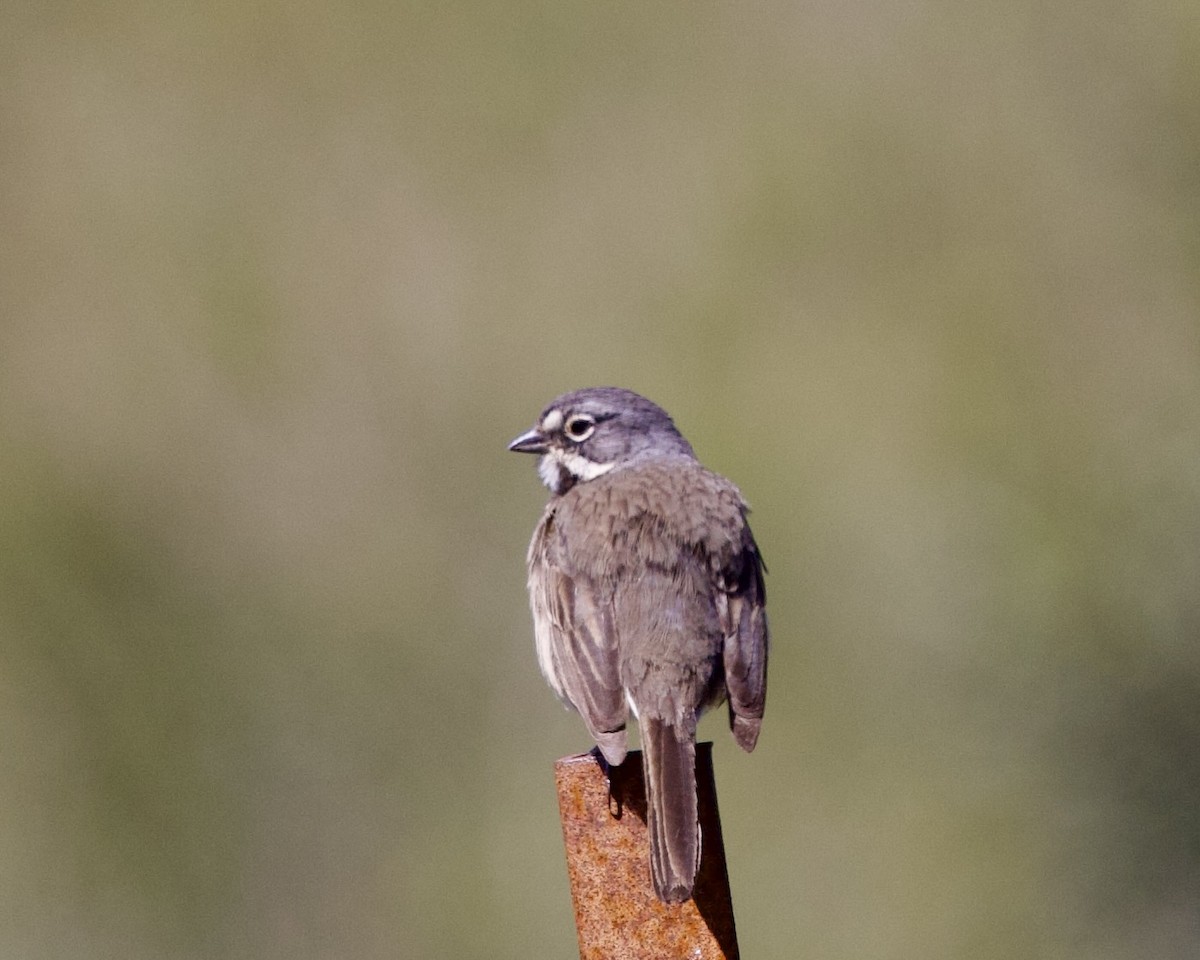 Bell's Sparrow - Dave Bengston