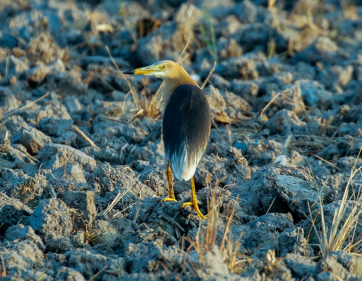 Javan Pond-Heron - ML618360355