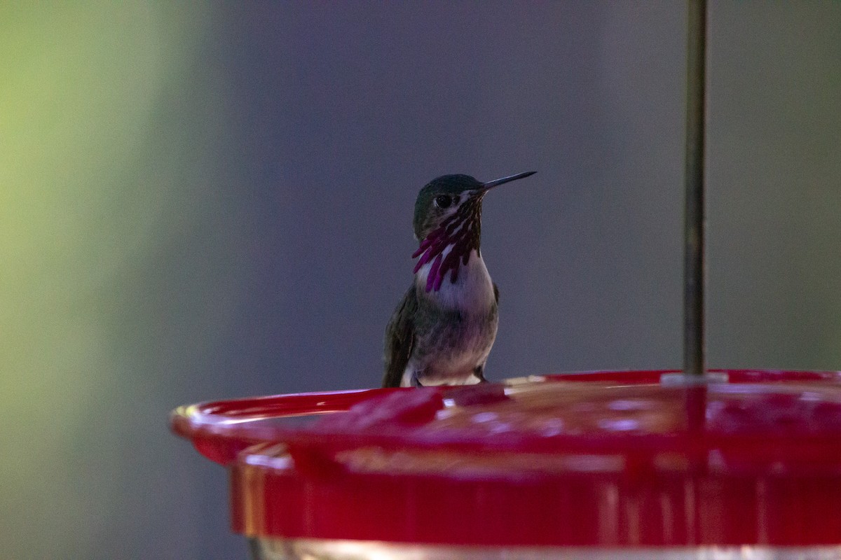 Calliope Hummingbird - Kyle and Kristin