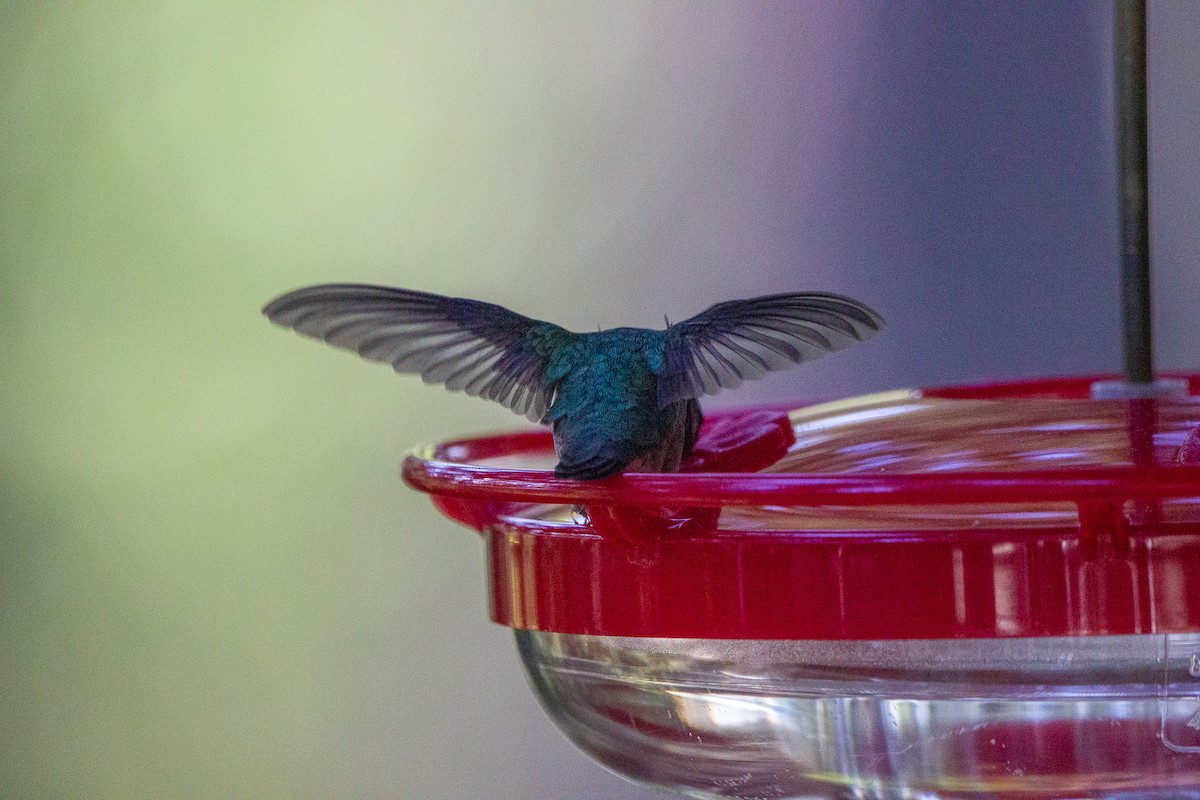 Calliope Hummingbird - ML618360363