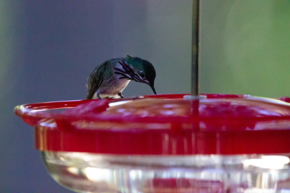 Calliope Hummingbird - ML618360365