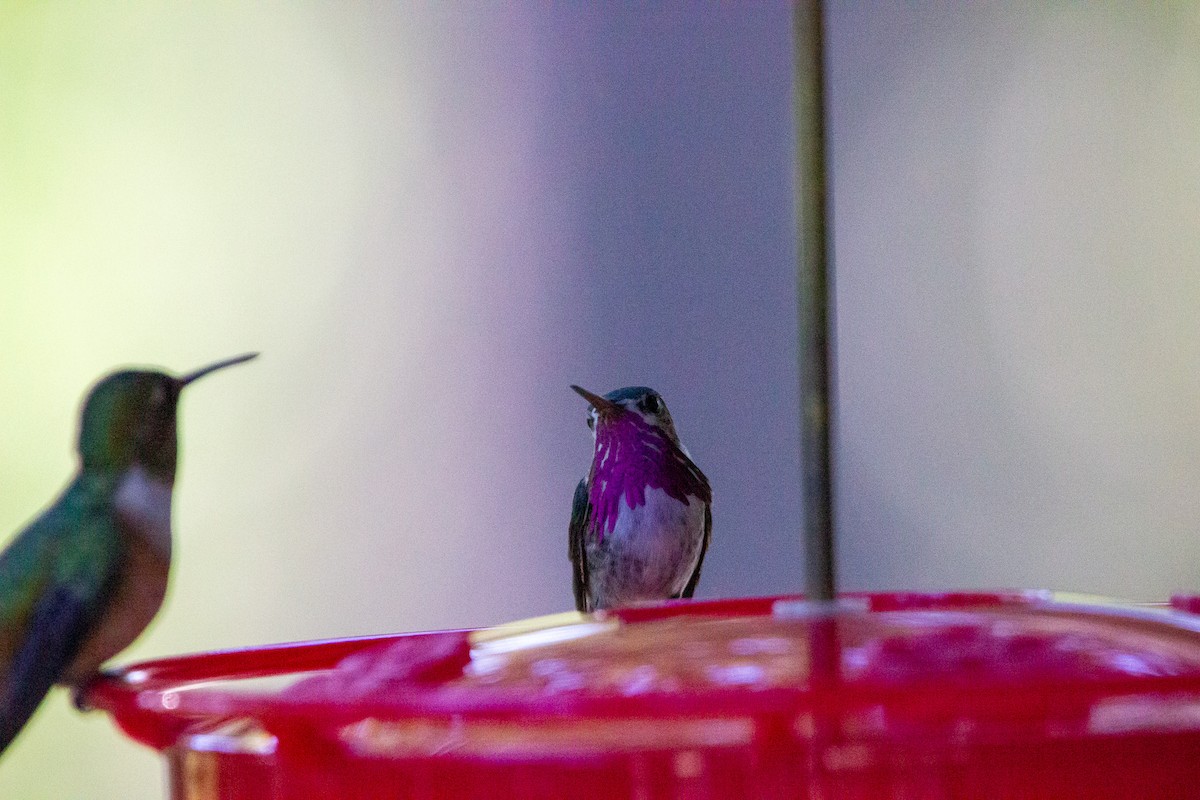 Calliope Hummingbird - ML618360366