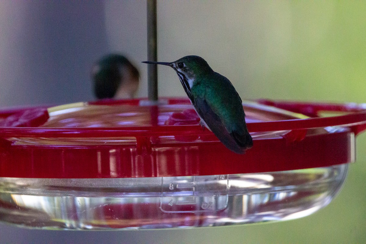 Calliope Hummingbird - Kyle and Kristin