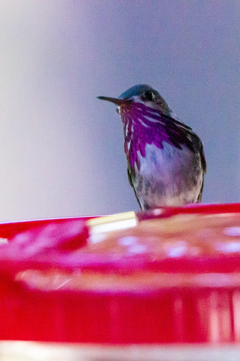 Calliope Hummingbird - ML618360368