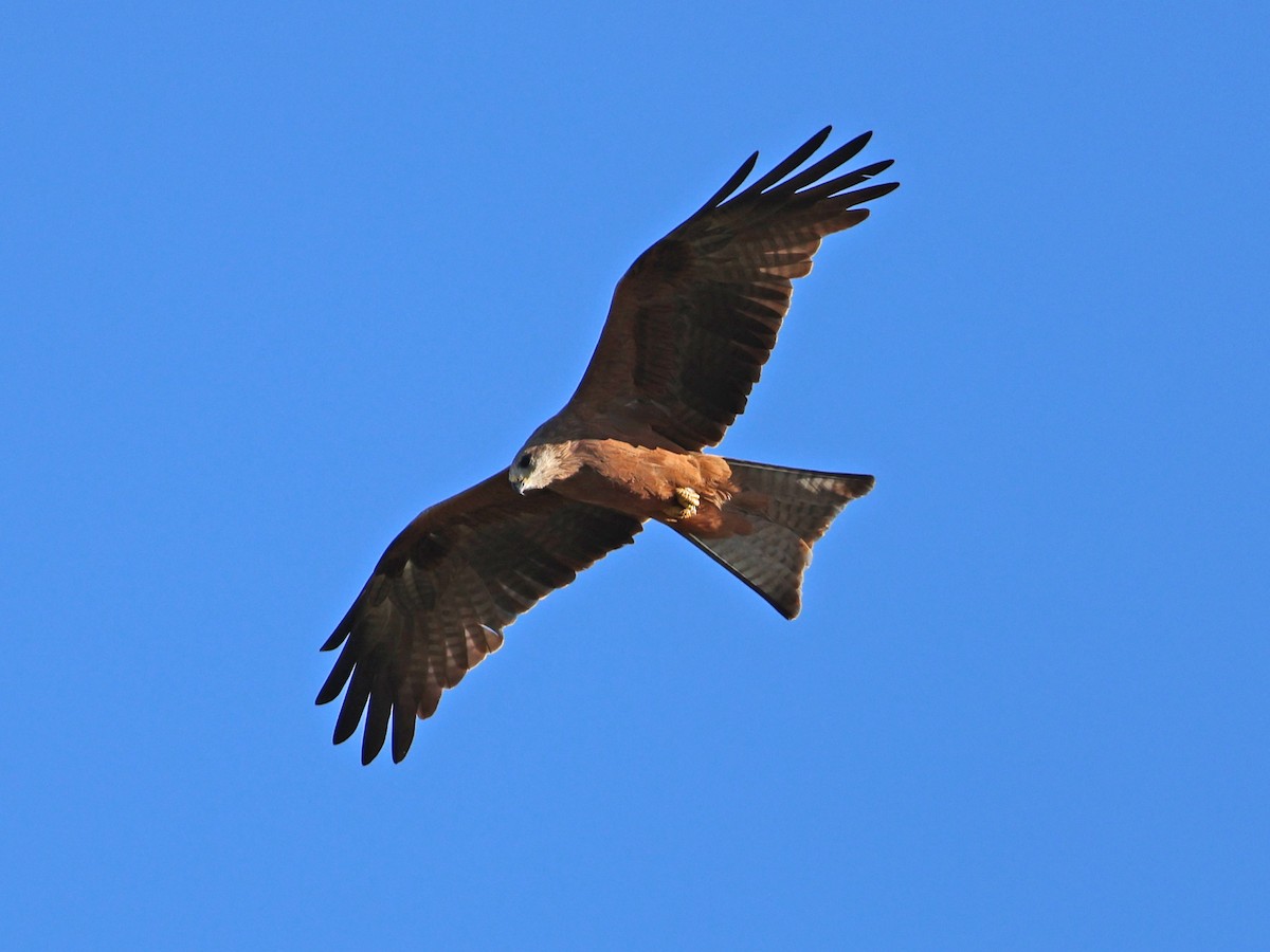 黑鳶 - ML618360385