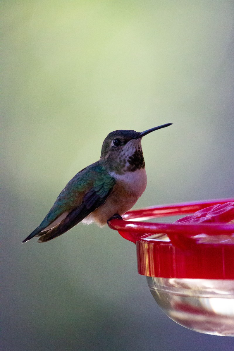 Rufous Hummingbird - Kyle and Kristin