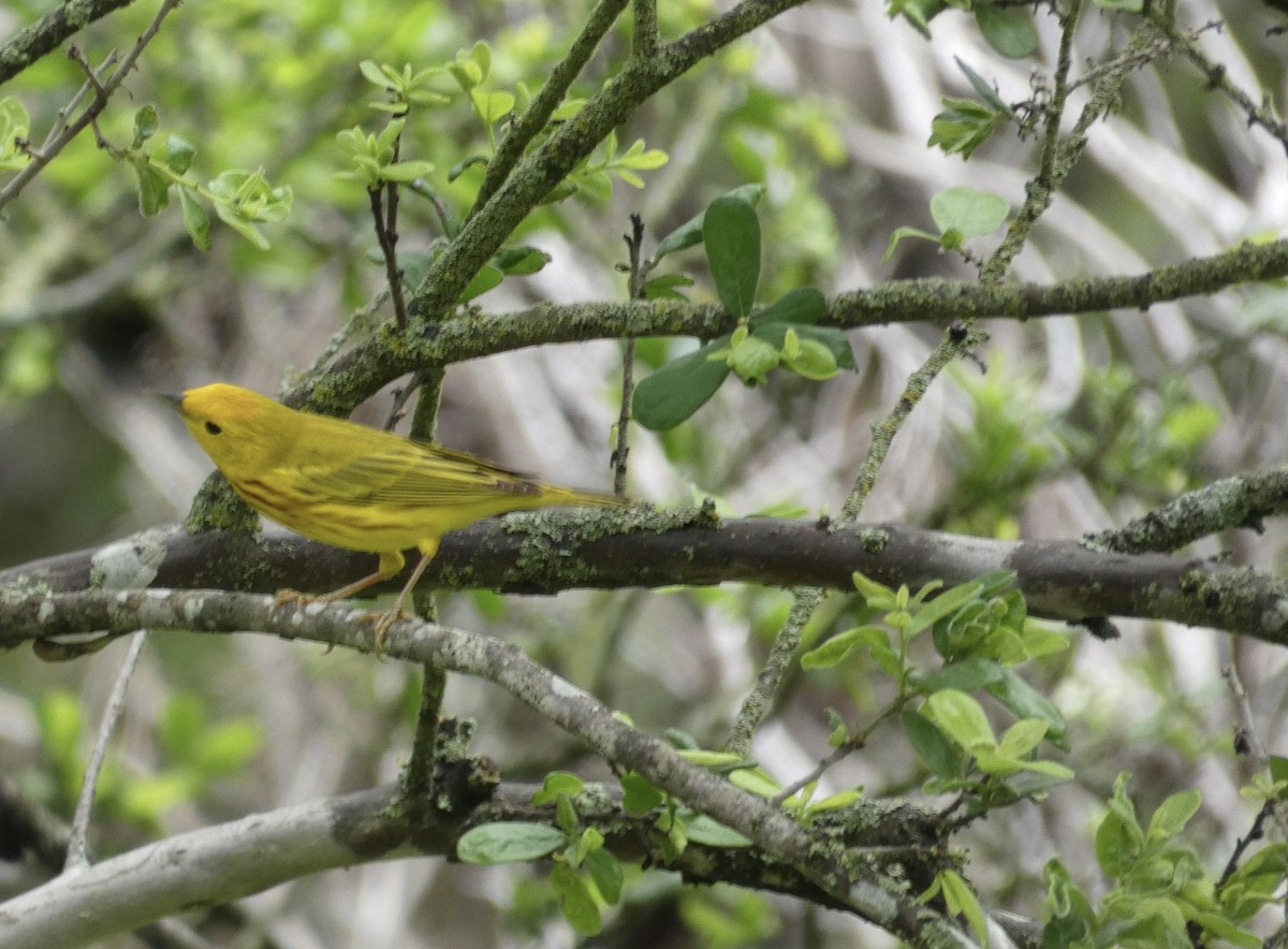 Yellow Warbler - Joanne "JoJo" Bradbury