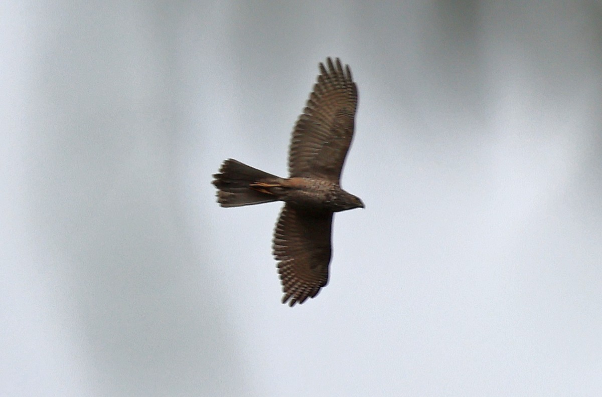 Brown Goshawk - ML618360428