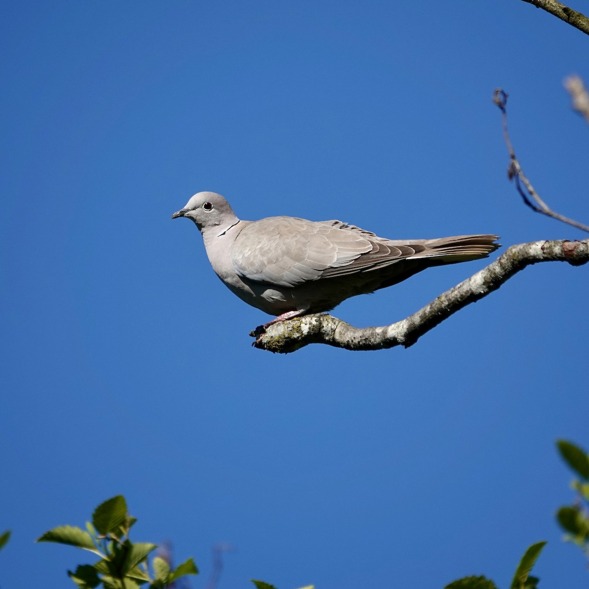 Eurasian Collared-Dove - George Clulow