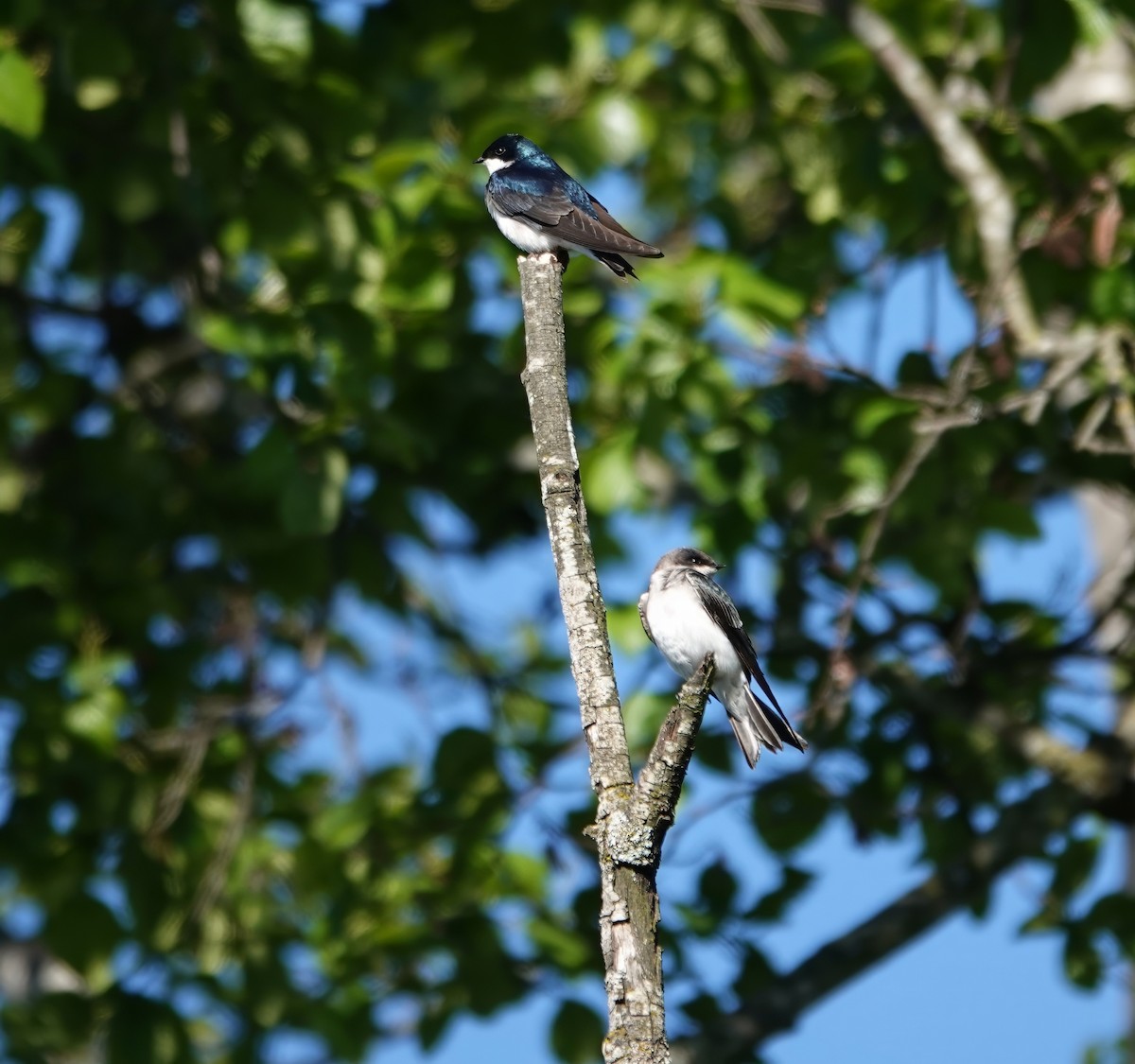 Tree Swallow - ML618360495