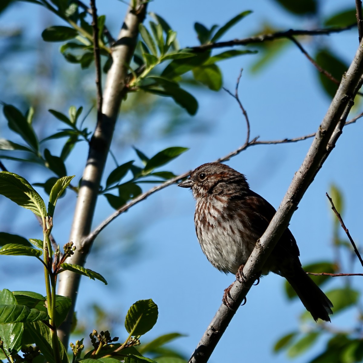 Song Sparrow - ML618360497