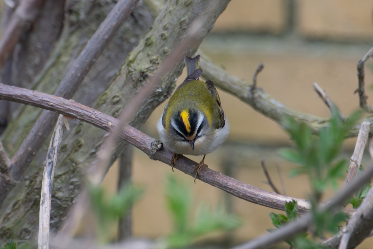 Common Firecrest - ML618360547