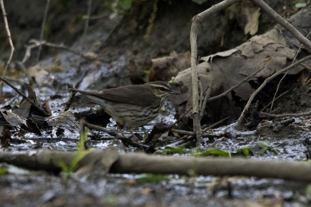 Northern Waterthrush - ML618360568