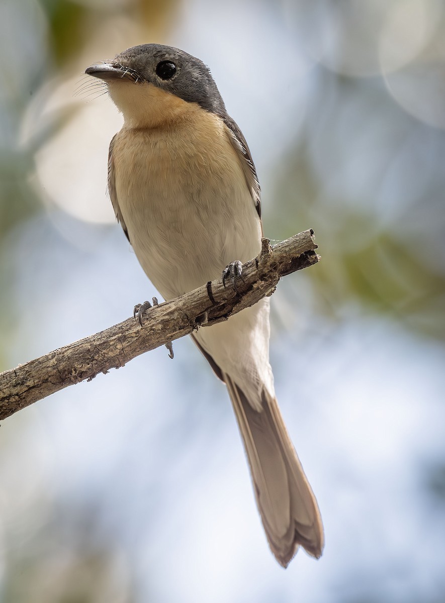 Broad-billed Flycatcher - ML618360578