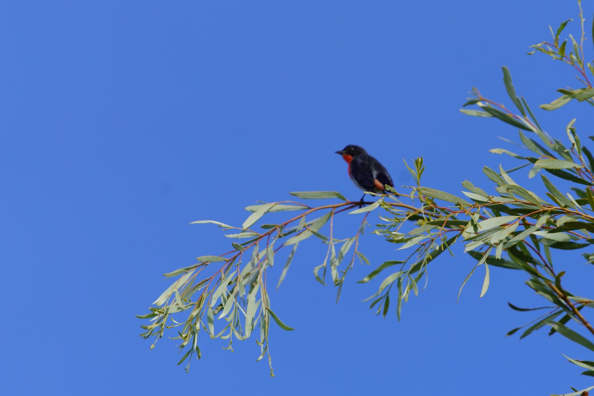 Mistletoebird - ML618360601