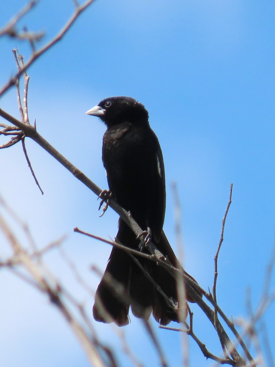 White-winged Widowbird - ML618360648