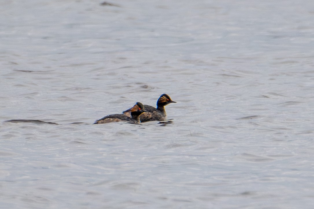 Eared Grebe - ML618360657