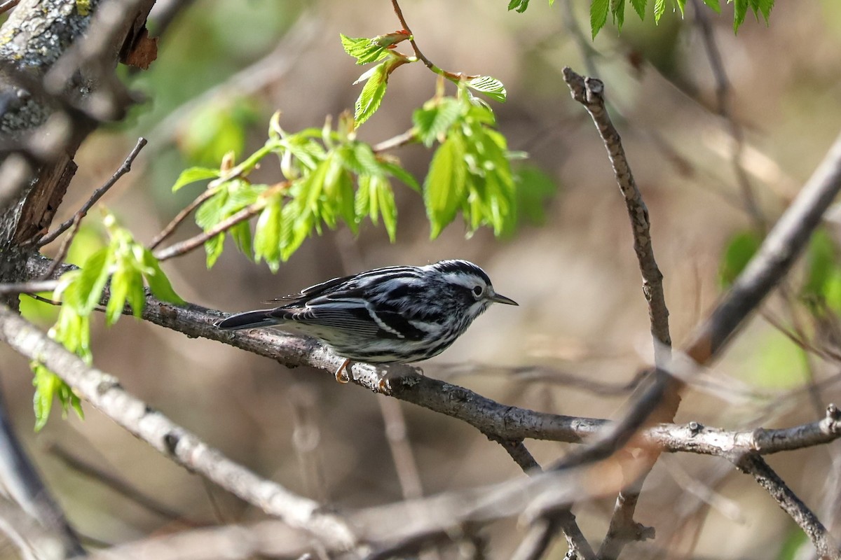 Black-and-white Warbler - Nolan Kerr