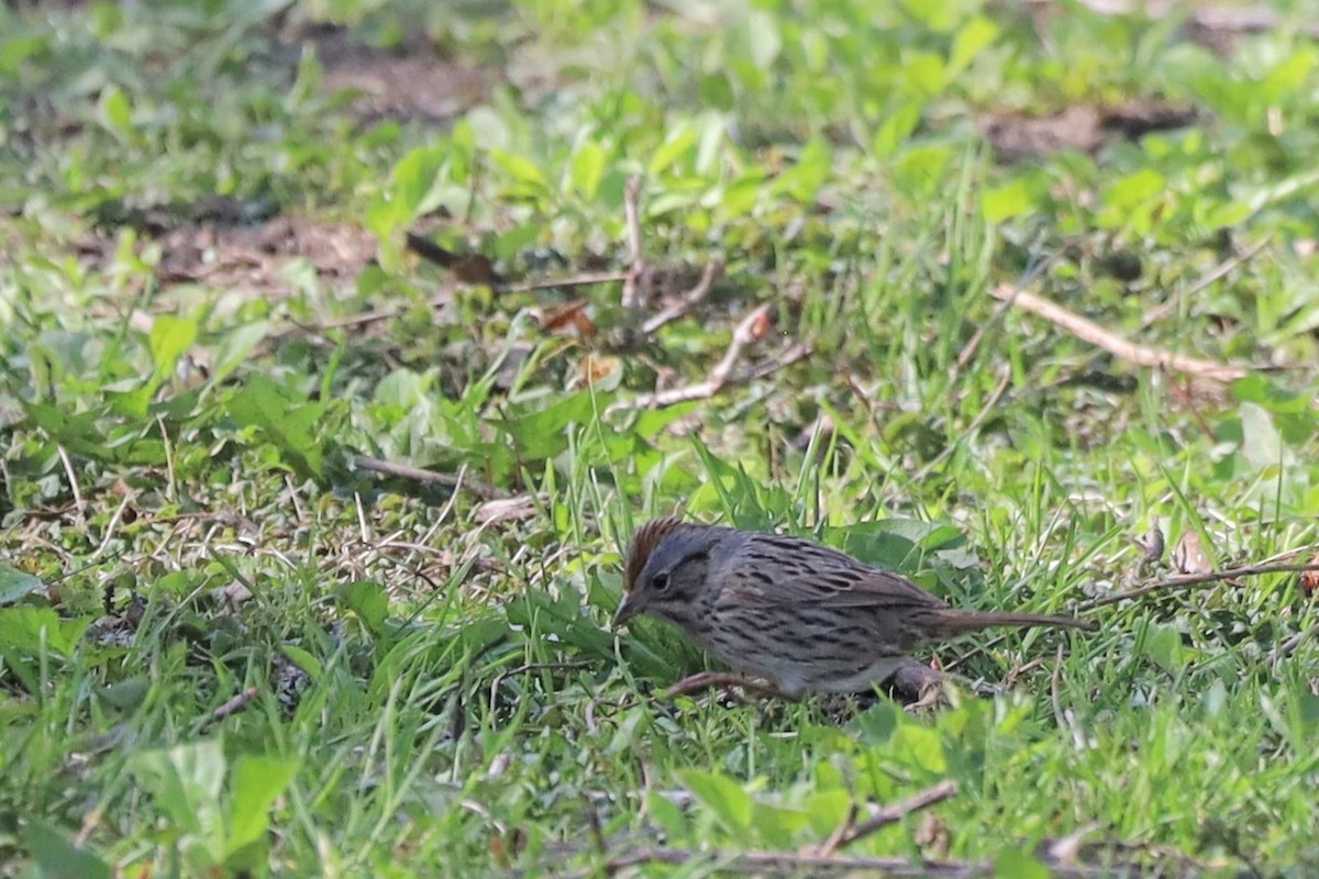 Lincoln's Sparrow - Nolan Kerr