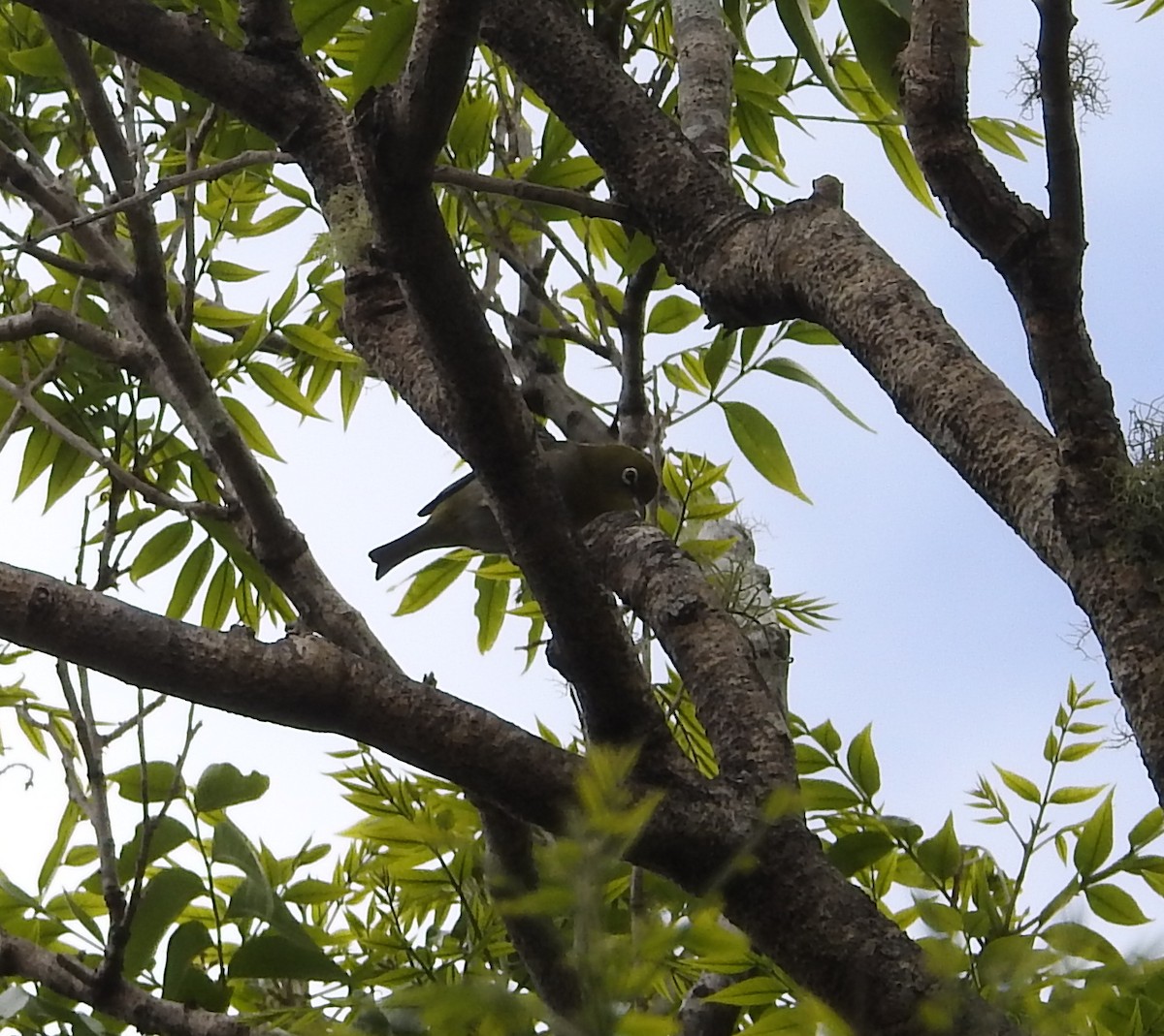 Warbling White-eye - ML618360691