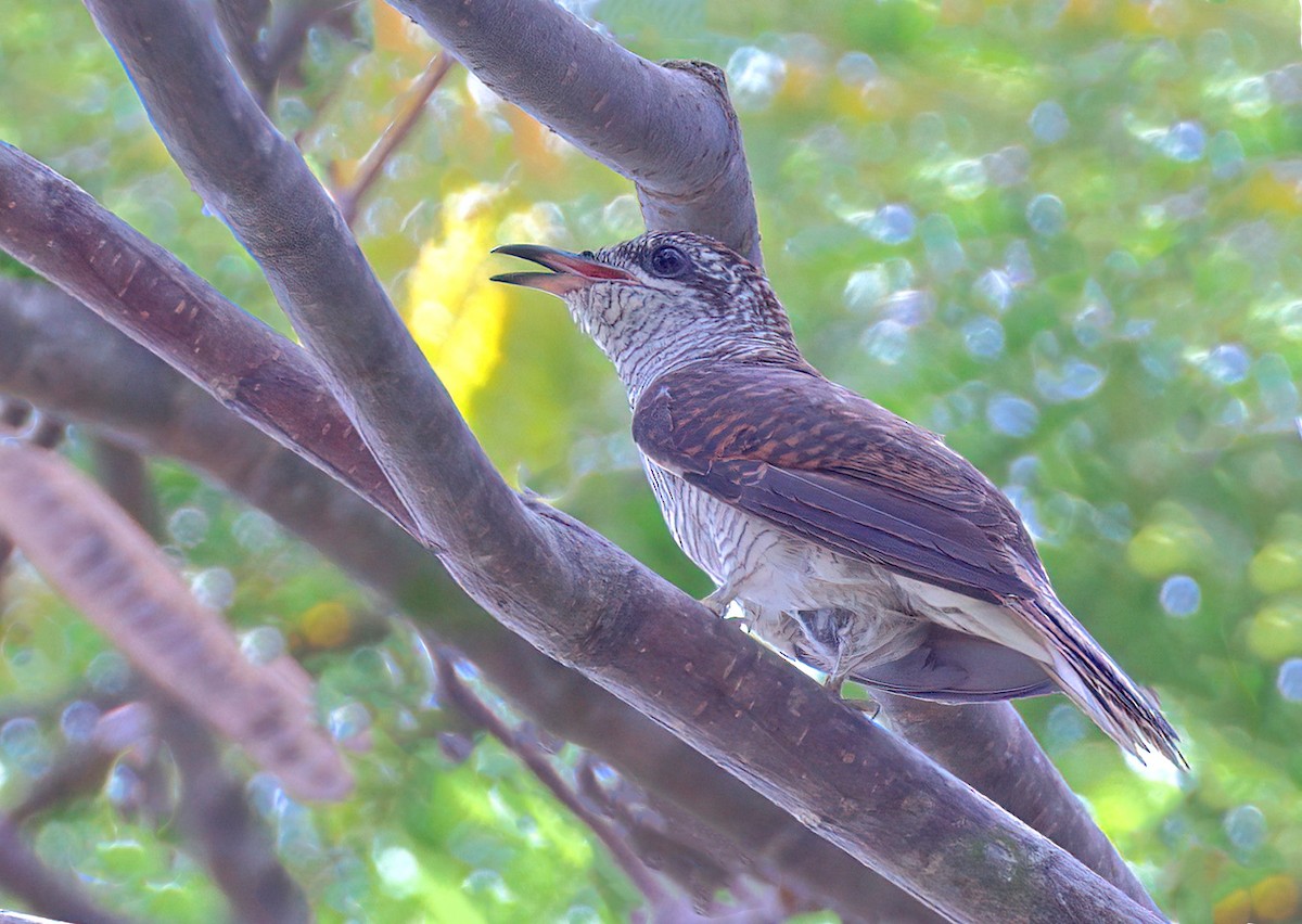 Banded Bay Cuckoo - sheau torng lim