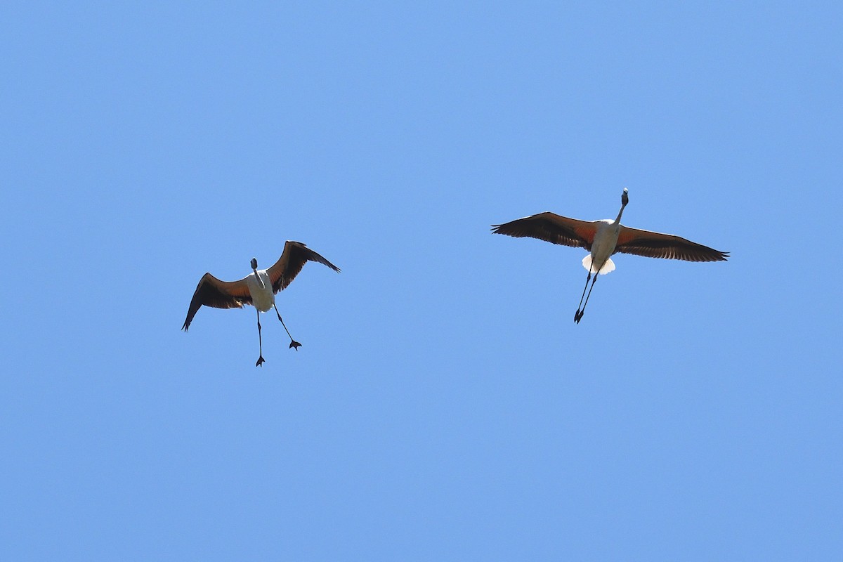 Chilean Flamingo - ML618360702