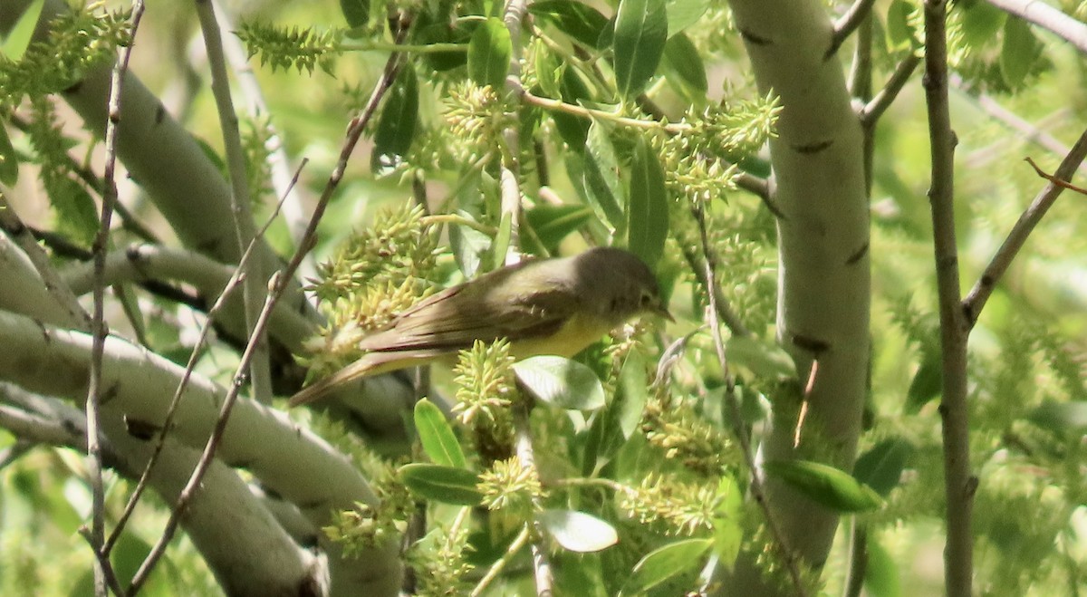 Nashville Warbler - Petra Clayton