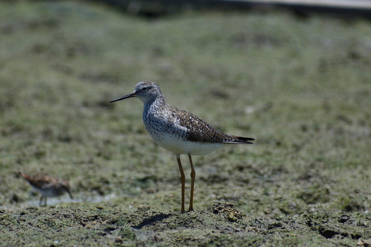 Greater Yellowlegs - ML618360705