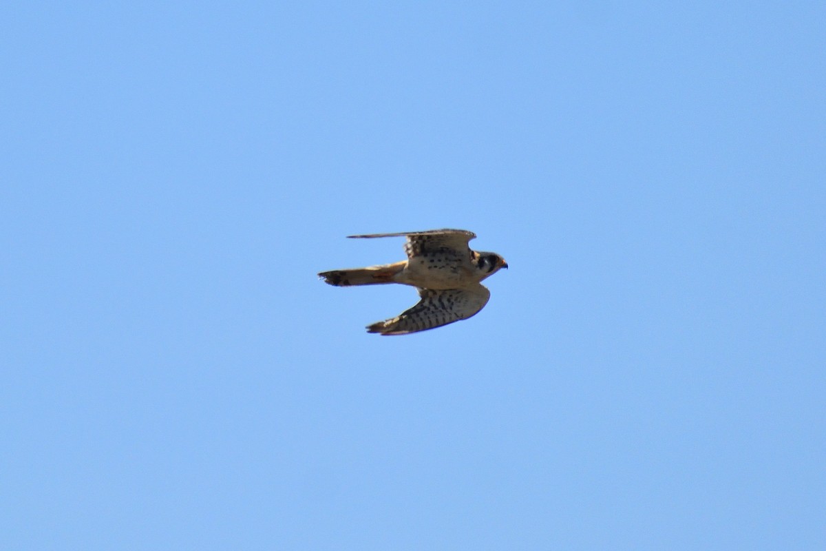 American Kestrel - Ruben Torrejón