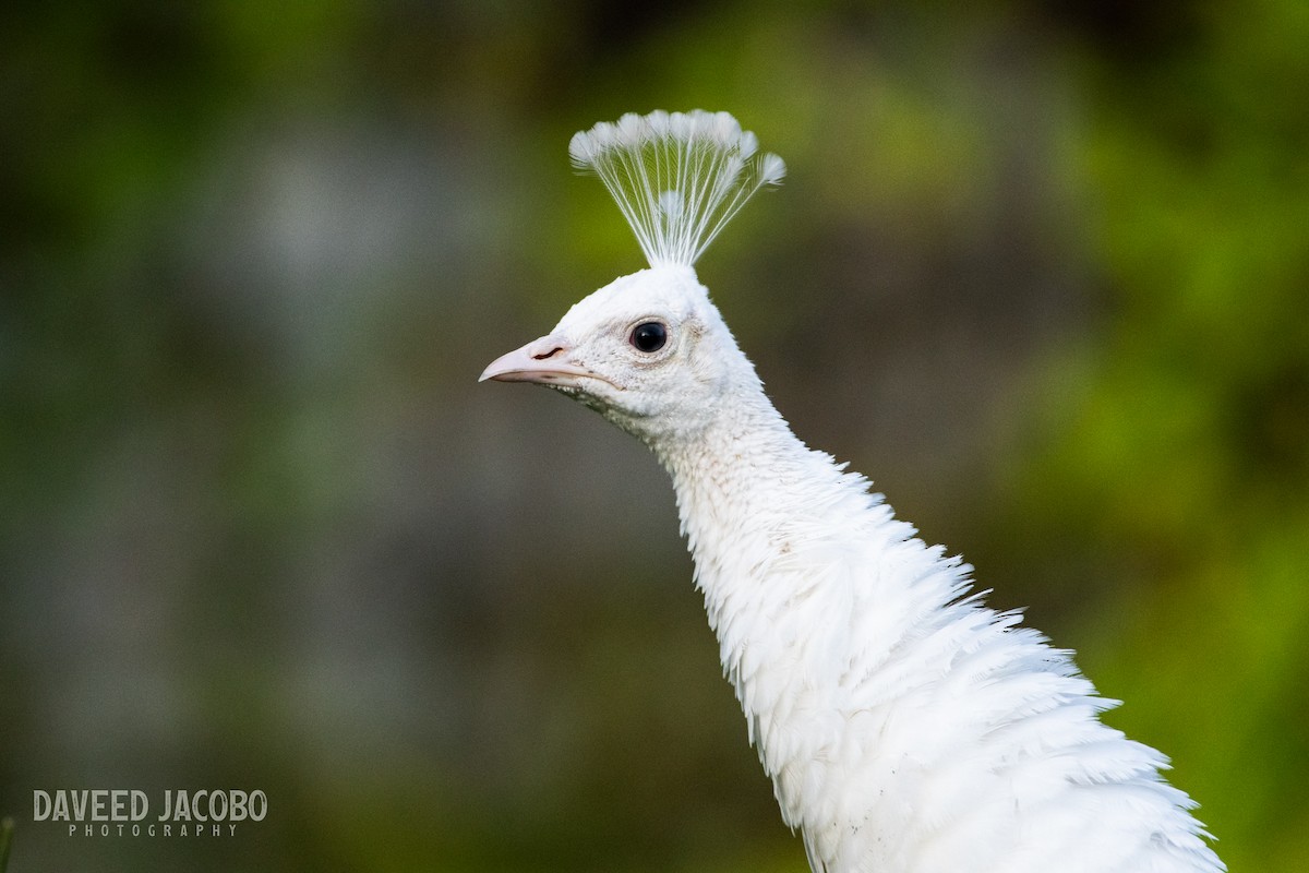 Indian Peafowl (Domestic type) - ML618360719