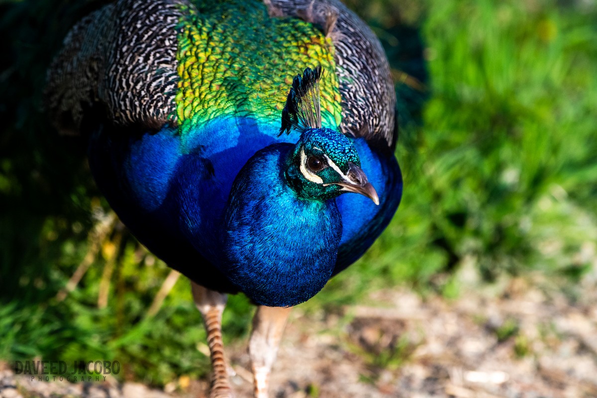 Indian Peafowl (Domestic type) - Daveed Jacobo